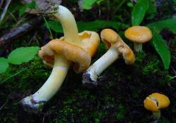 Cantharellus lateritius