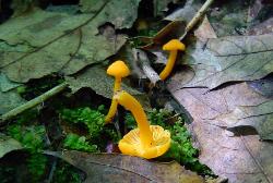 Cantharellus minor