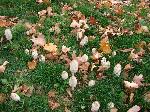 Coprinus comatus
