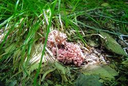 Ramaria botrytis