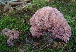 Ramaria botrytis