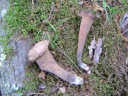 Craterellus fallax