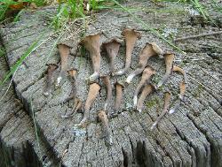Craterellus fallax