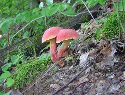 Baorangia bicolor