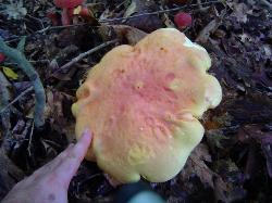 Baorangia bicolor