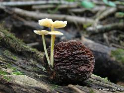 Mycena crocea