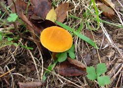 Gyroporus castaneus