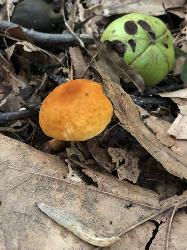 Gyroporus castaneus