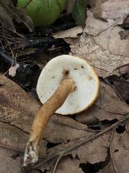Gyroporus castaneus