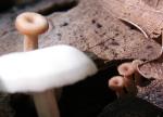 Lentinellus subaustralis