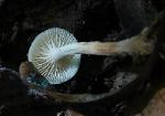 Lentinellus subaustralis