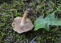 Mallocybe unicolor