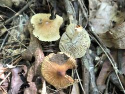 Pseudosperma friabile