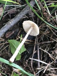 Pseudosperma friabile