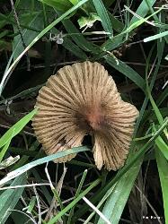 Pseudosperma friabile