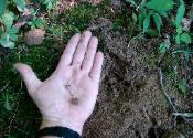 Tolypocladium ophioglossoides