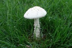 Amanita thiersii