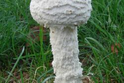 Amanita thiersii