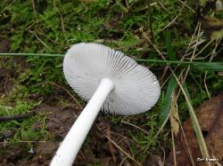 Amanita vaginata