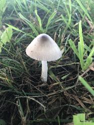 Amanita vaginata