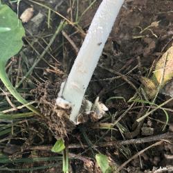 Amanita vaginata volva