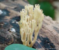 Artomyces pyxidatus
