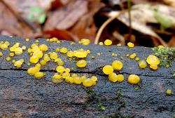 Bisporella citrina