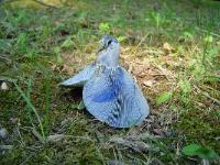 lactarius_indigo
