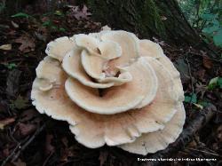 Bondarzewia berkeleyi