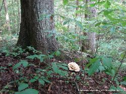 Bondarzewia berkeleyi