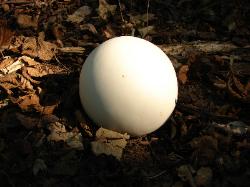 Calvatia gigantea
