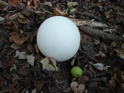 Calvatia gigantea