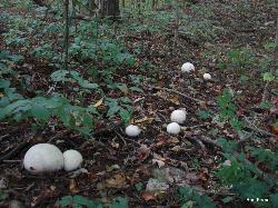 Calvatia gigantea