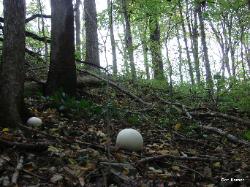 Calvatia gigantea