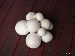 Calvatia gigantea