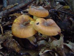 Cantharellus lewisii