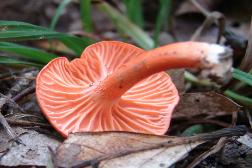 Cantharellus cinnabarinus