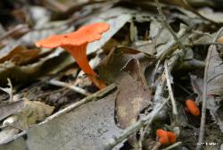Cantharellus cinnabarinus