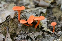 Cantharellus cinnabarinus