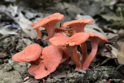 Cantharellus cinnabarinus
