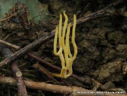 Clavulinopsis corniculata