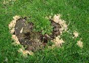 Coprinellus disseminatus