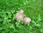 Coprinopsis atramentaria