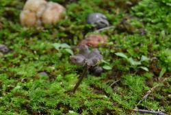 craterellus calyculus
