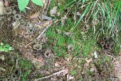 Craterellus fallax