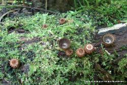 Cyathus striatus