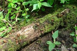 Cyathus striatus