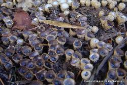 Cyathus striatus