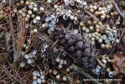 Cyathus striatus