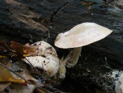 Entoloma abortivum